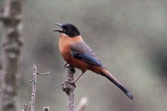 Heterophasia capistrata