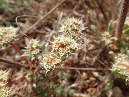 Image of Chorizanthe cuspidata by no rights reserved