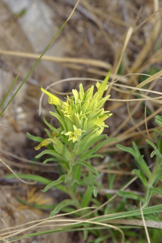 Image of Castilleja citrina by (c) Michelle W. （鍾偉瑋）, some rights reserved (CC BY)