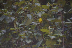 Thlypopsis superciliaris
