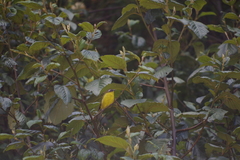 Thlypopsis superciliaris