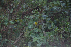 Thlypopsis superciliaris