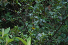 Thlypopsis superciliaris