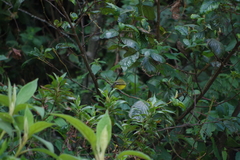 Thlypopsis superciliaris