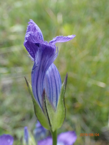 Rocky Mountain Fringed Gentian