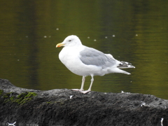 Larus argentatus