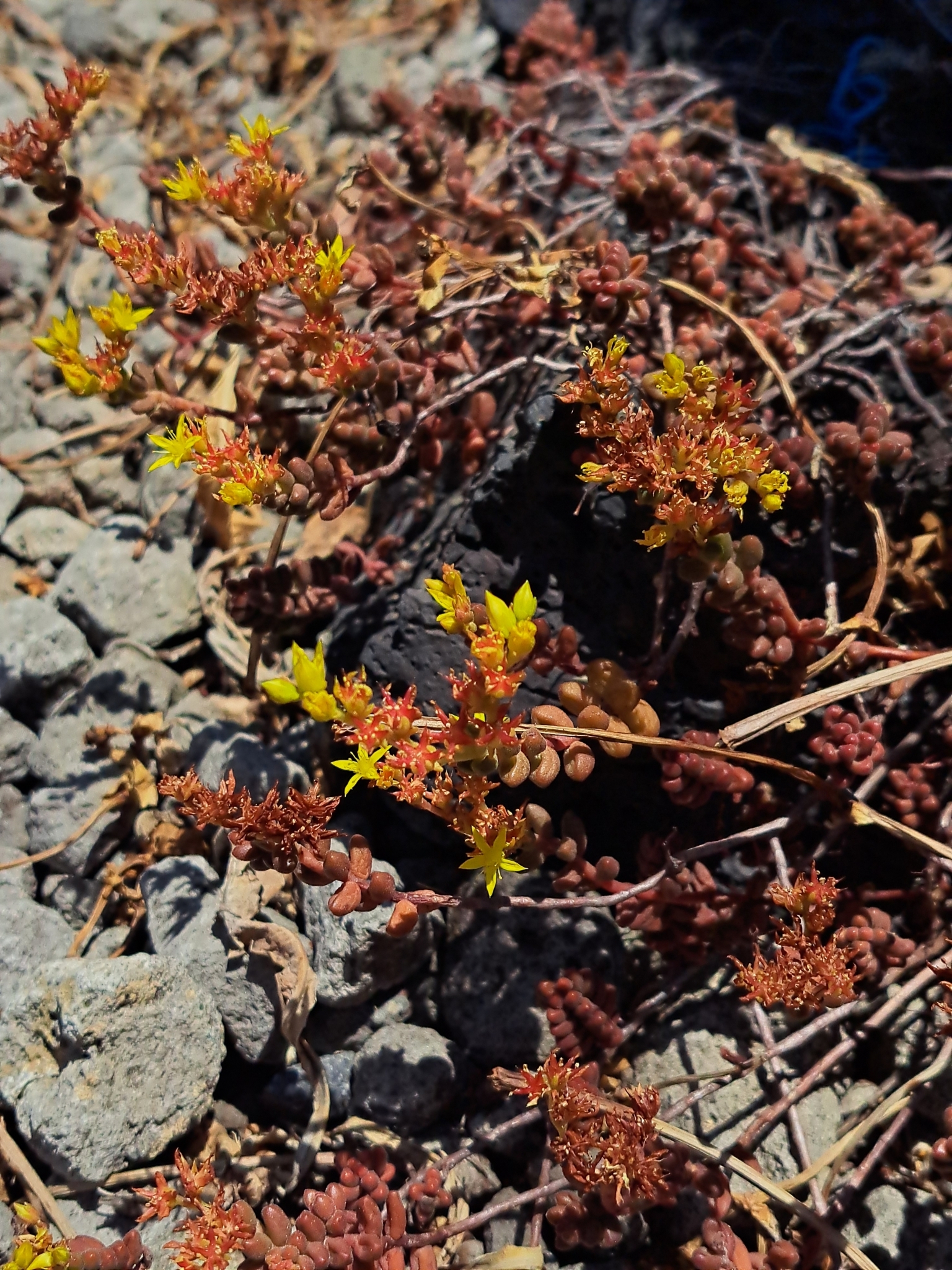 Imagem de Sedum stahlii é popularmente conhecida como "suculenta"