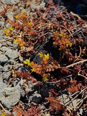 Sedum stahlii