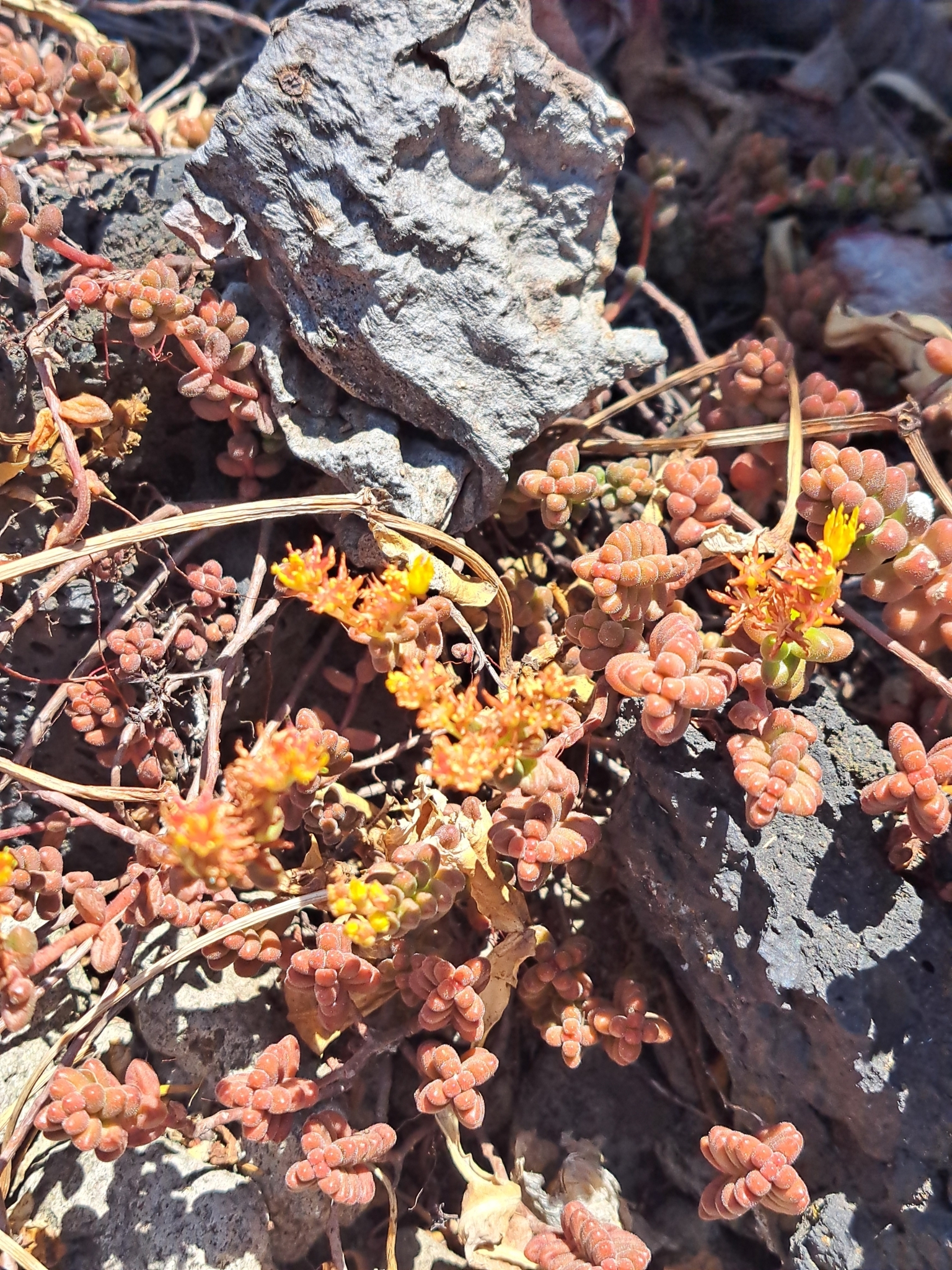 Imagem de Sedum stahlii é popularmente conhecida como "suculenta"