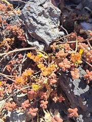Sedum stahlii, photograph (c) Ricardo Betancourt Sánchez, some rights reserved (CC BY)