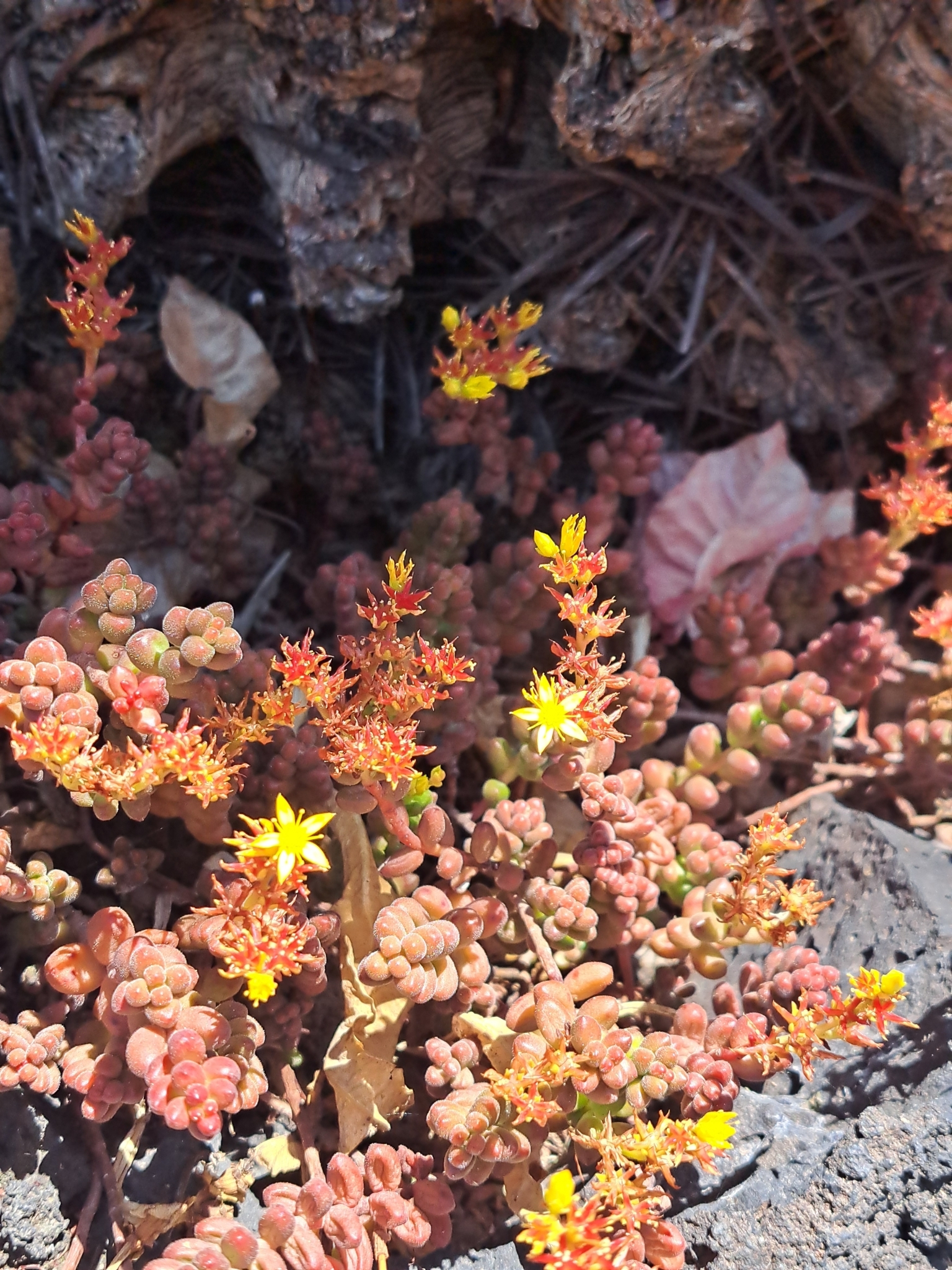 Imagem de Sedum stahlii é popularmente conhecida como "suculenta"