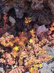 Sedum stahlii, photograph (c) Ricardo Betancourt Sánchez, some rights reserved (CC BY)