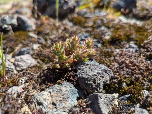 Sedum radiatum