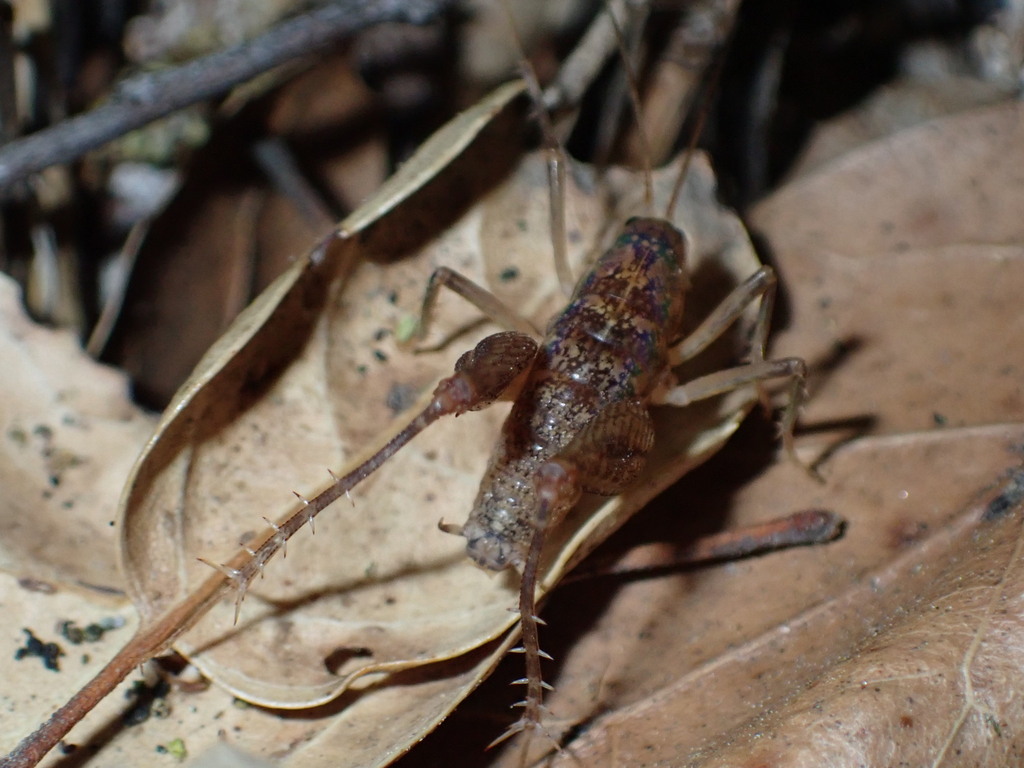 Pristoceuthophilus marmoratus