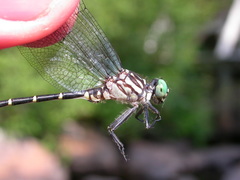 Stylogomphus albistylus
