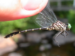 Stylogomphus albistylus