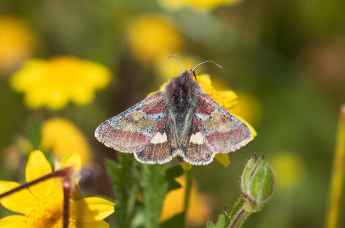 iNaturalist observation photo of Schinia pulchripennis