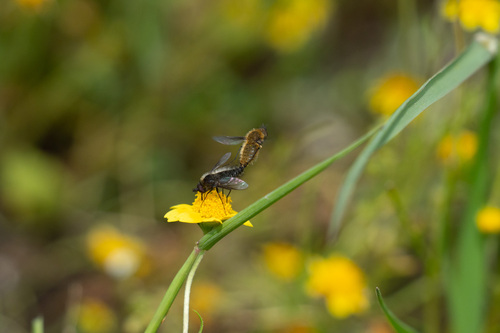 iNaturalist observation photo of Conophorus