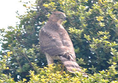 Accipiter cooperii