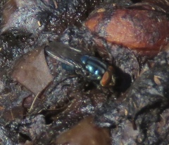 Compsomyiops callipes