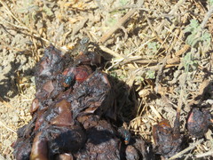 Compsomyiops callipes