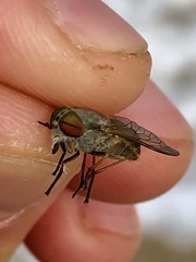 Tabanus nigrovittatus