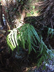 Asplenium flaccidum flaccidum