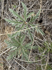 Geranium stepporum (Geranium stepporum)
