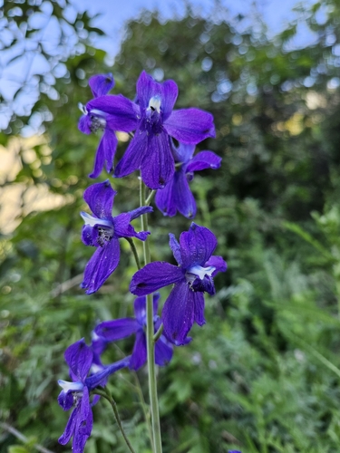 Monterey larkspur