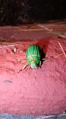 Chrysina adelaida