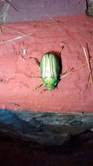 Chrysina adelaida