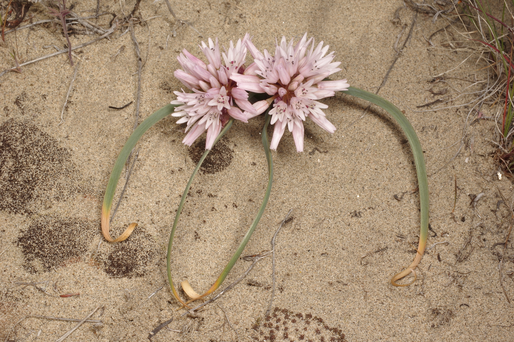 Allium robinsonii
