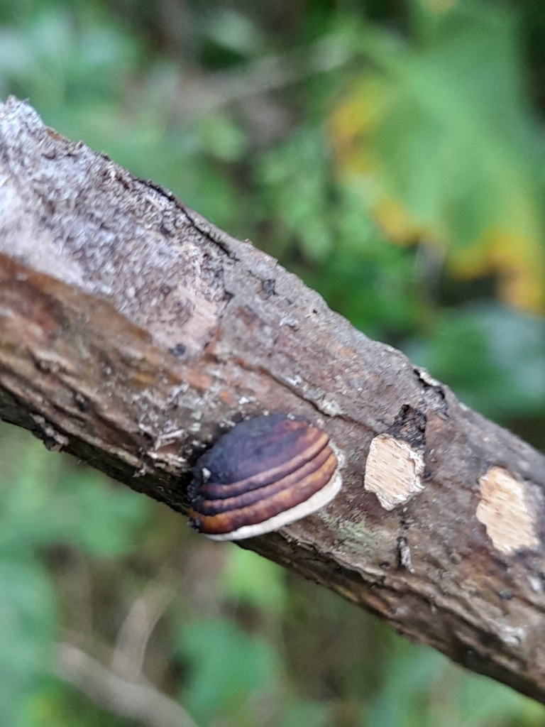 Truncospora ochroleuca · April 2025 · photo: © mphnz (iNaturalist, cc0)