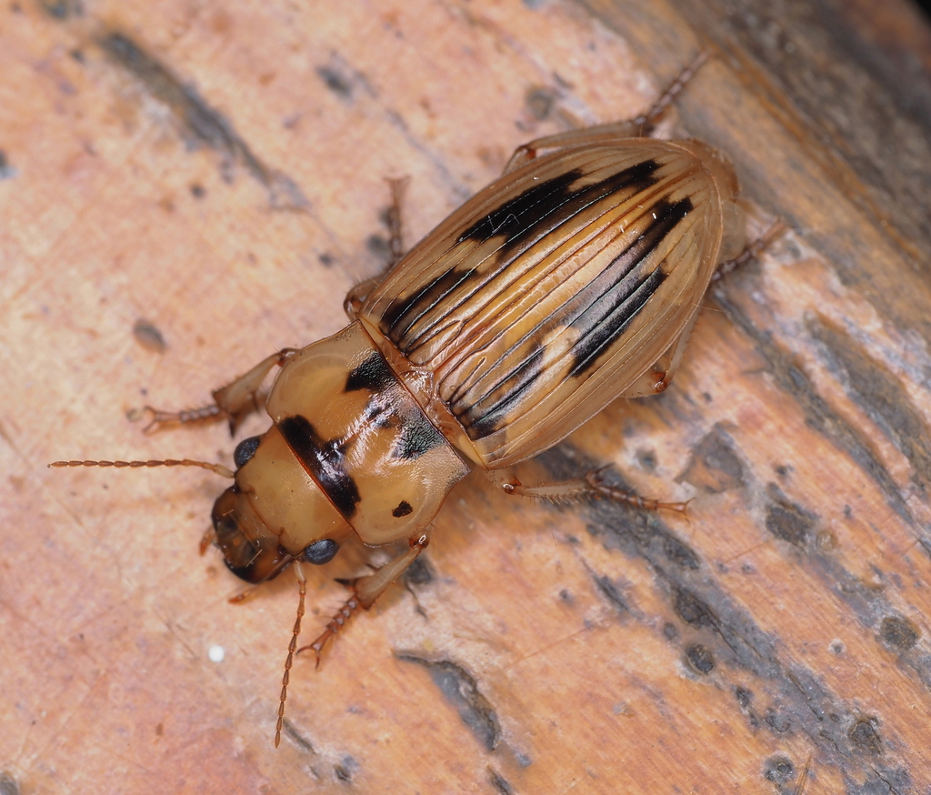 Marsh Ground Beetle