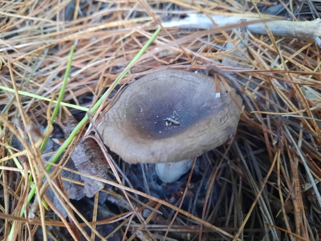 Russula amoenolens · April 2025 · photo: © maxxrandomnumbers (iNaturalist, cc0)