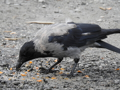 Corvus cornix
