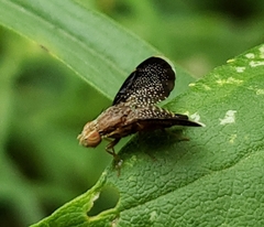 Eutreta noveboracensis