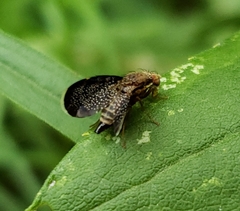 Eutreta noveboracensis