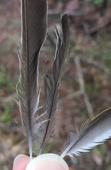 Curruca cantillans albistriata