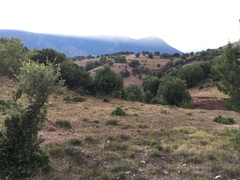 Curruca cantillans albistriata