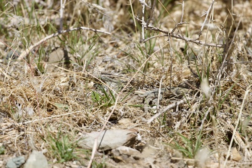 iNaturalist observation photo of Common Side-blotched Lizard