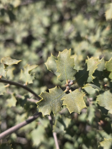Image of Quercus john by (c) Cristhian Mace, some rights reserved (CC BY)