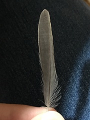 Curruca cantillans albistriata