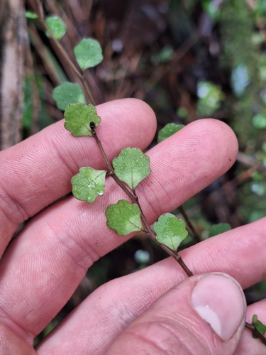 Image of Melicytus micranthus by (c) Oscar Dove, some rights reserved (CC BY)