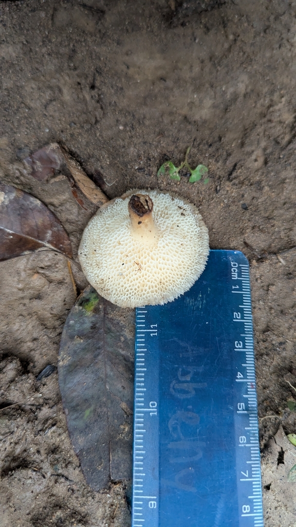 Lentinus arcularius · April 2025 · photo: © elle63 (iNaturalist, cc-by)