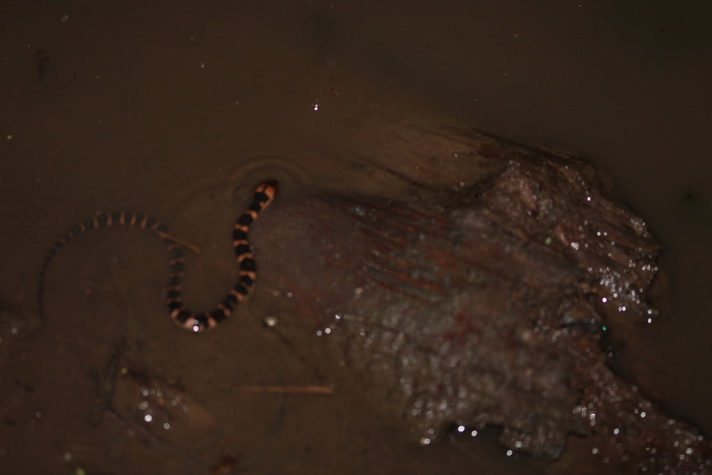 Linne's Water Snake