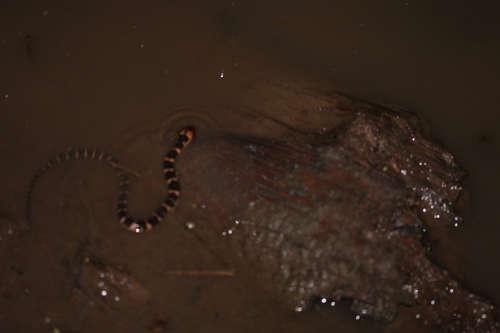 Linne's Water Snake