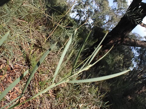 Image of Acacia stricta by (c) ttsquid, some rights reserved (CC BY)