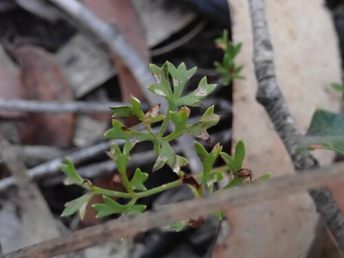 Image of Xanthosia dissecta by (c) ttsquid, some rights reserved (CC BY)