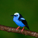 Blue Honeycreepers - Photo (c) Brian Gratwicke, some rights reserved (CC BY)